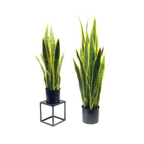 TreeO ต้นลิ้นมังกร 65ซม. สีเหลือง