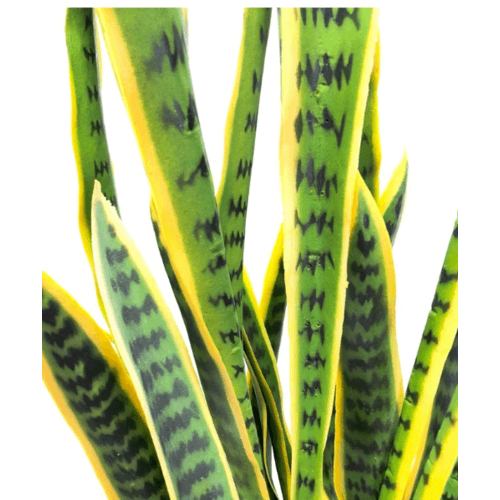 TreeO ต้นลิ้นมังกร 65ซม. สีเหลือง