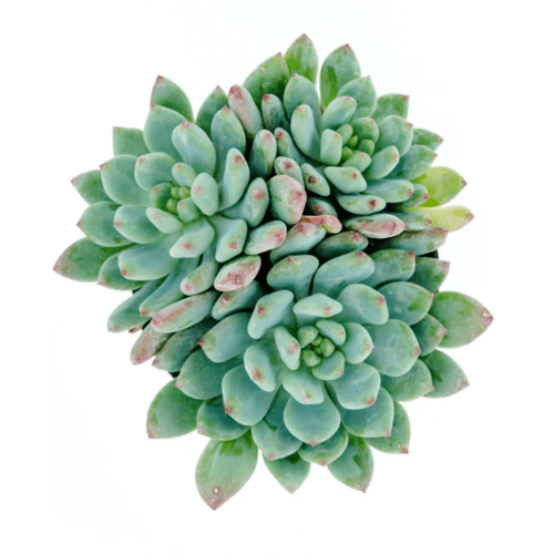Tree O ต้นไม้ประดิษฐ์ตกแต่ง XCJ016 สีเขียว