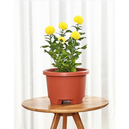 Tree  O กระถางต้นไม้ รุ่น 6PY007-GY ขนาด 27 x 27 x 18.5 ซม. (12นิ้ว) สี แดงอิฐ