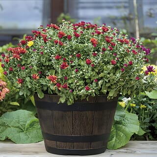 Tree O  กระถางต้นไม้ทรงถังวิสกี้  12นิ้ว รุ่น AM006 ขนาด 31*20.5ซม.  สีไม้ 