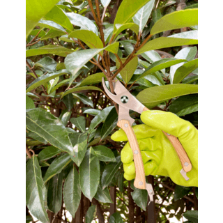 Tree’O กรรไกรตัดกิ่งสแตนเลสด้ามไม้ รุ่นGP2072ขนาด8นิ้ว สีไม้