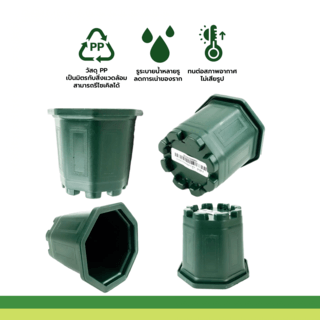 GREENHOUSE กระถาง แคคตัส 3 นิ้ว สีเขียว