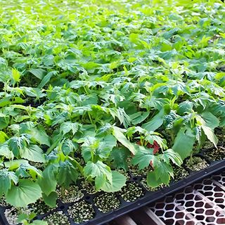 Tree’O ถาดเพาะชำ 200 หลุมเหลี่ยม รุ่นGBHST200 ขนาด54x25x4.3ซม. สีดำ