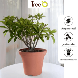 Tree  O กระถางต้นไม้ รุ่น 6PY020-RD ขนาด 30 x 30 x 24 ซม. (12นิ้ว) สีแดง